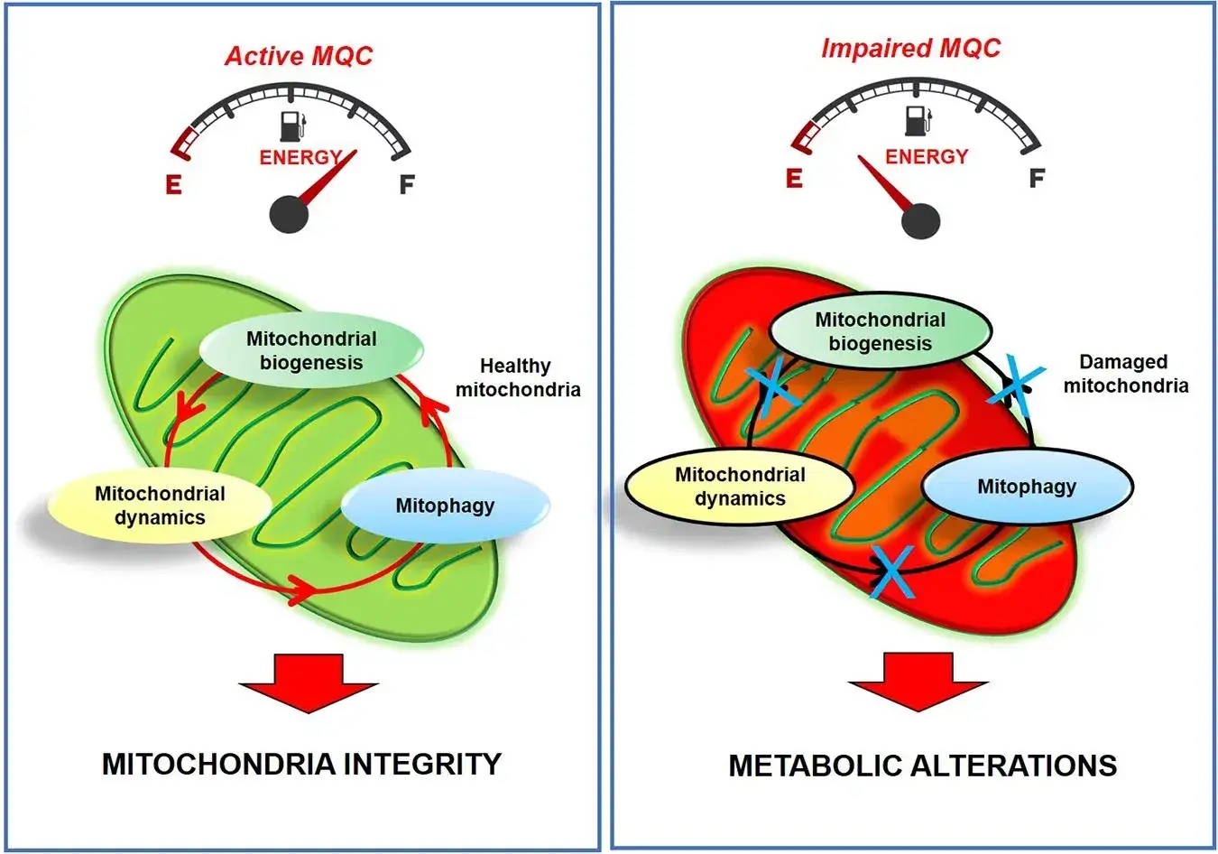 Diagram illustrating how NAD+ participates in redox reactions within mitochondria