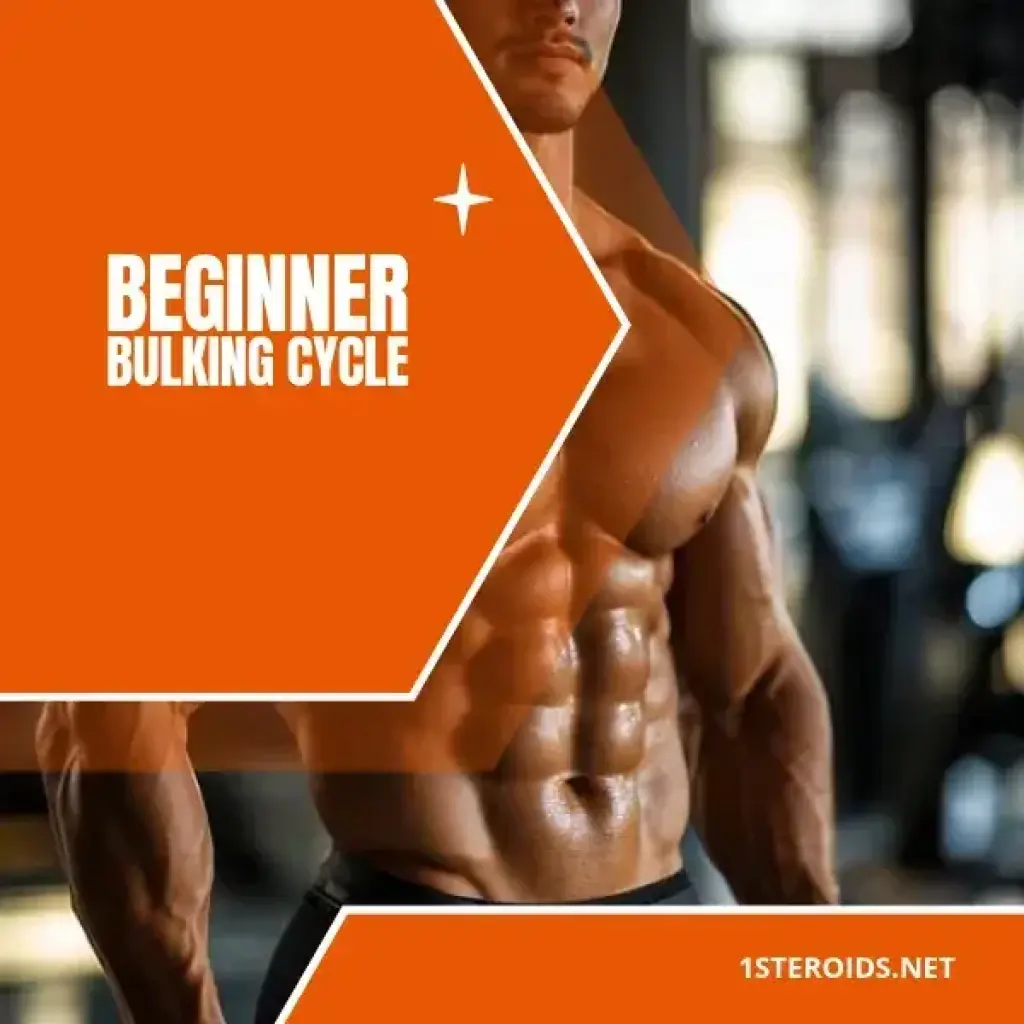 Beginner Bulking Cycle