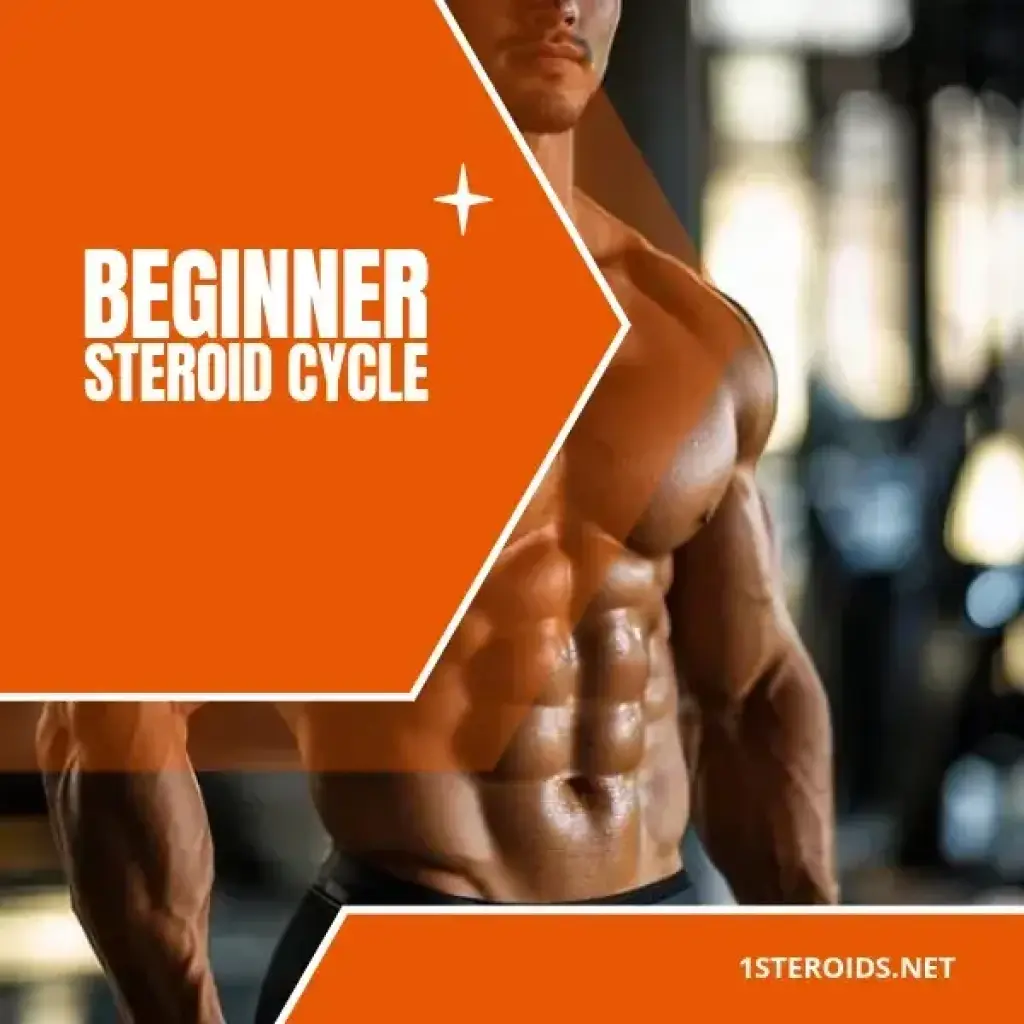 Beginner Steroid Cycle