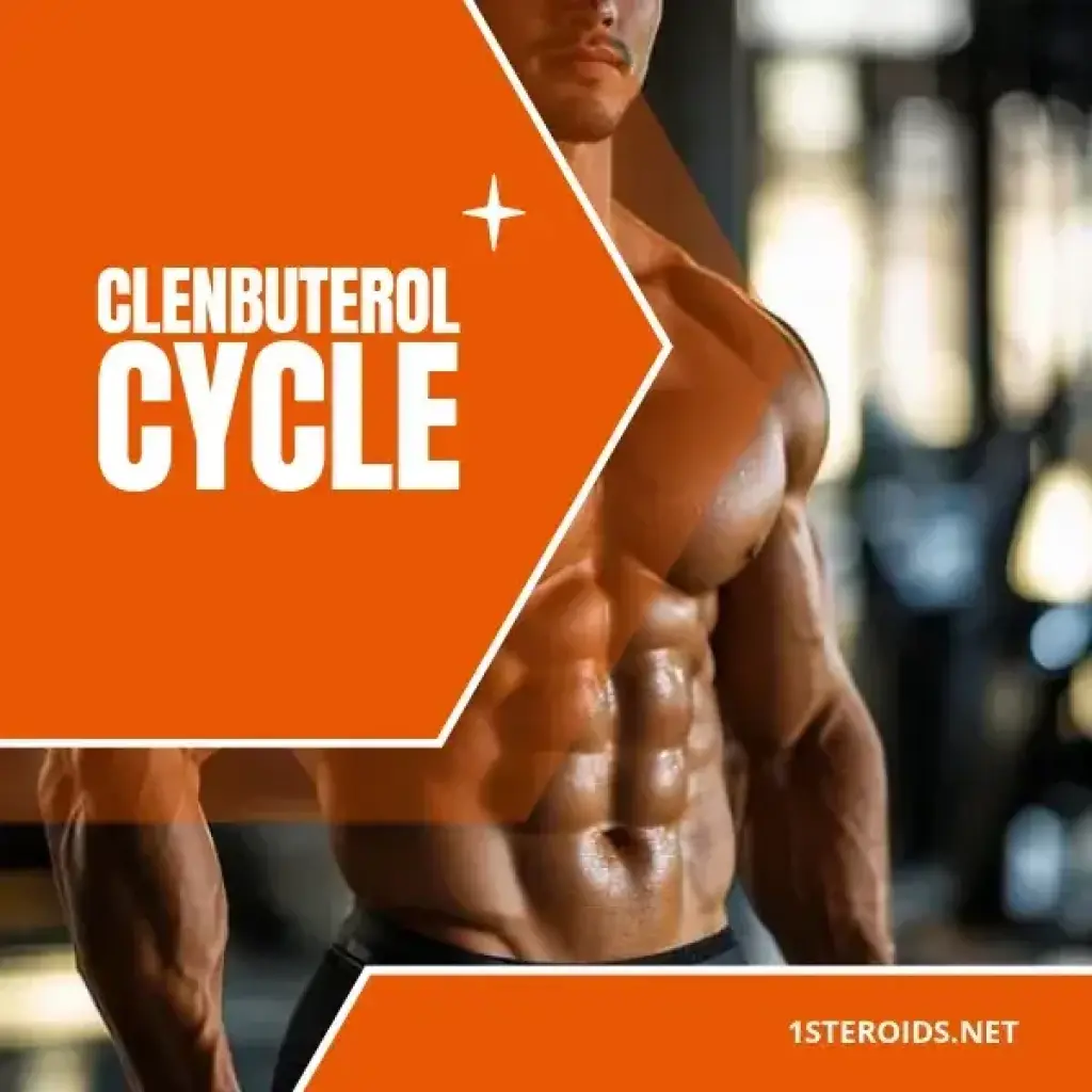 Clenbuterol Cycle